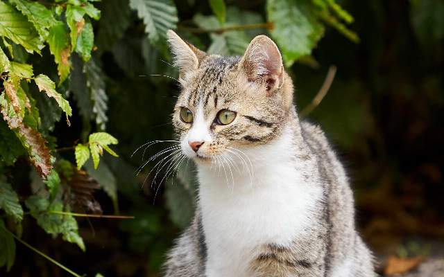 Am Eisbacherhof befindet sich ein Wildgehege