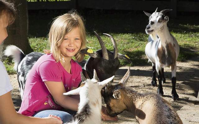 Many petting animals for the children