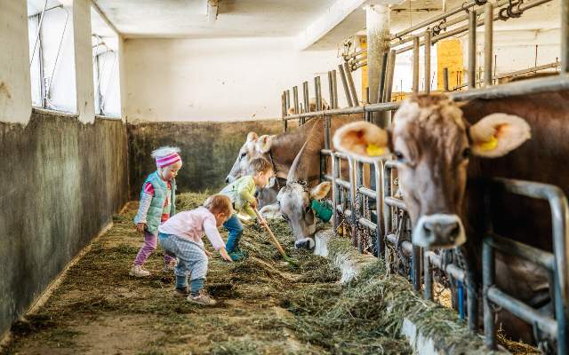 Die Kinder finden viel Unterhaltung am Linharterhof