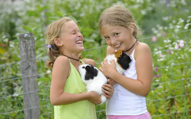 The children play with the animals on the farm