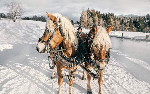 In winter, many horse-drawn carriages pass the hotel