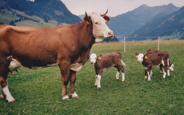 Mutter mit Kind am Unterviehhausbauernhof