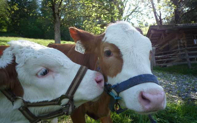 Urlaub am Bauernhof mit vielen Tieren
